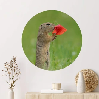 Muursticker Rond Dick van Duijn - Eekhoorn met Klaproos 
