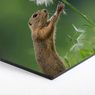 Hexagon - Alu-Dibond Dick van Duijn - Eekhoorn met Paardenbloem 
