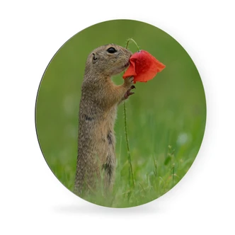 Alu-Dibond - Dick van Duijn - Eekhoorn met Klaproos - rond 