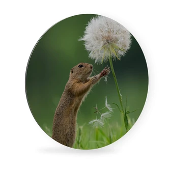 Alu-Dibond - Dick van Duijn - Eekhoorn met Paardenbloem - rond 