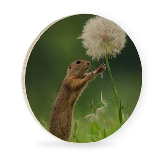 Hout rond - Dick van Duijn - Eekhoorn met Paardenbloem Hout rond - Dick van Duijn - Eekhoorn met Paardenbloem