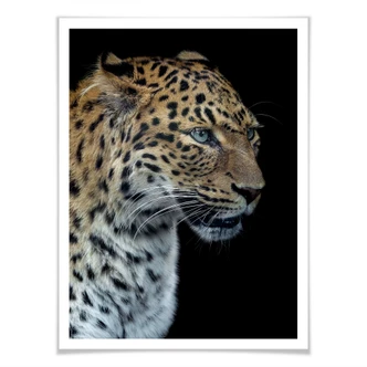 Poster Dambreville - Neugieriger Jaguar 