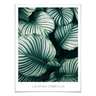 Plakat - Calathea Orbifolia Plakat - Calathea Orbifolia