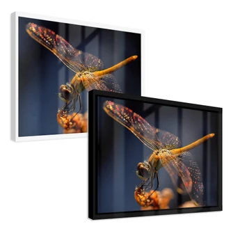 Poster Dufour - Libelle van dichtbij 