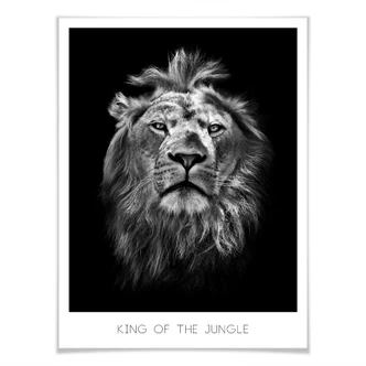 Poster Lion - King of the Jungle Poster Lion - King of the Jungle
