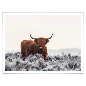 Poster van den Helm - Highlander Poster van den Helm - Highlander