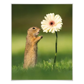 Poster van Duijn - Jordekorre med gerbera Poster van Duijn - Jordekorre med gerbera
