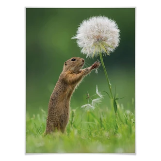 Poster Dick van Duijn - Squirrel with dandelion Poster Dick van Duijn - Squirrel with dandelion
