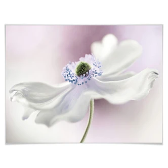 Plakat Disher - Anemone Breeze 
