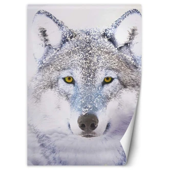 Fototapete, Porträt Wolfes im Winter Fototapete, Porträt Wolfes im Winter