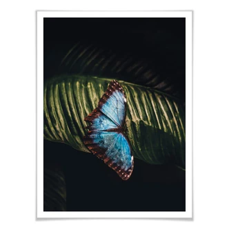 Poster Blue Butterfly 