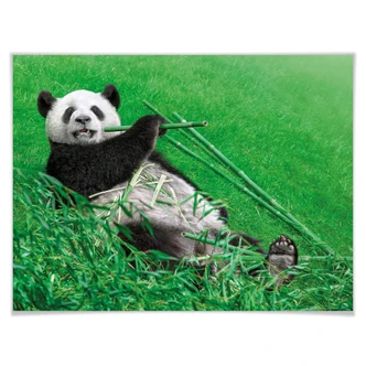 Poster Ben Heine - Happy Panda 