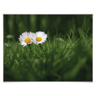 Poster Ben Heine - Daisies 