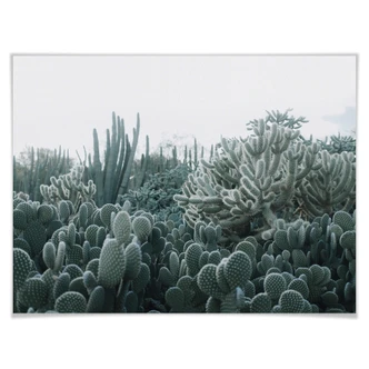 Póster - Cactus 