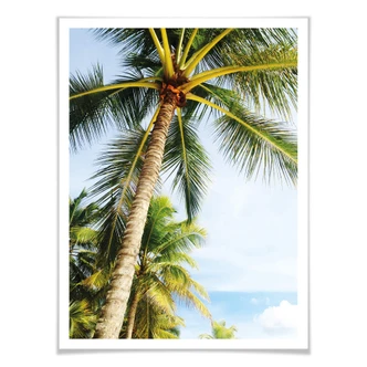Poster - Palmtrees 07 