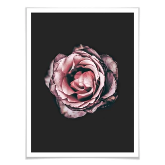 Premium Poster Pink Flower Dream 02 