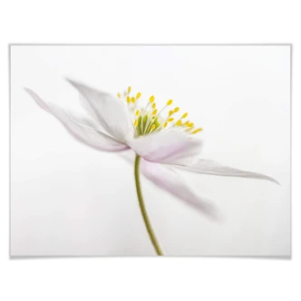 Póster Disher - Nemorosa 