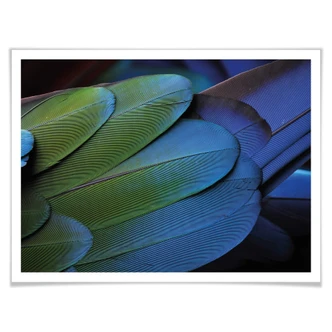 Poster Tropical Colours 