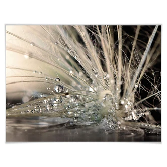 Poster Zahiremehr - Story of a Waterdrop 