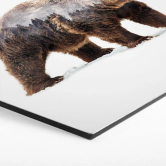 Hexagon - Alu-Dibond - Beáta - Bear 