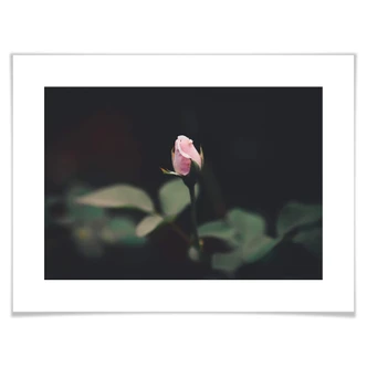 Poster One Rose 