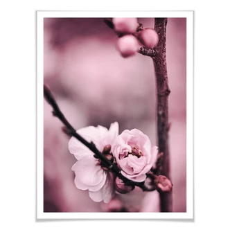 Poster Flower Buds Poster Flower Buds