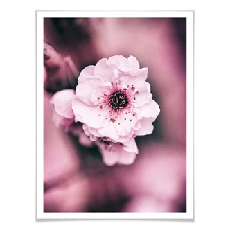 Poster Flower Beauty Poster Flower Beauty