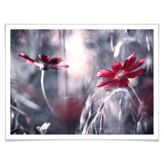 Poster Bravin - Flower Dance Poster Bravin - Flower Dance