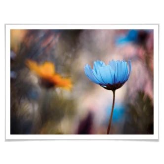 Poster Bravin - Dancing Flowers Poster Bravin - Dancing Flowers