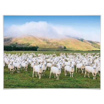 Poster Colombo - Kudde Schapen 