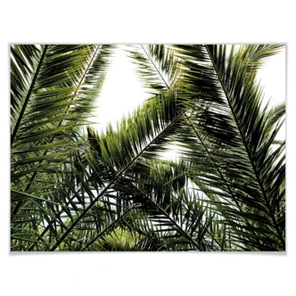 Poster Palm Leaves 