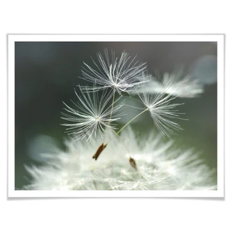 Poster Delgado - Dandelions Poster Delgado - Dandelions