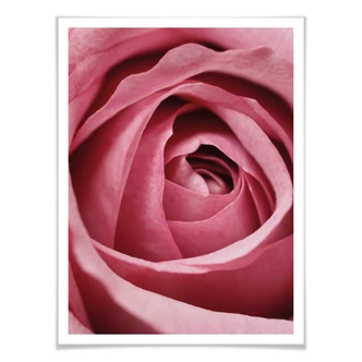 Poster the Pink Rose 