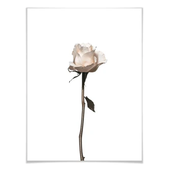 Poster White Rose 