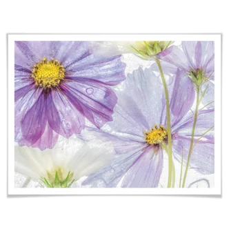 Plakat Disher - Zamrożone kwiaty 