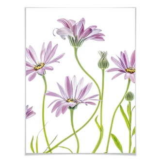 Plakat Disher - Stokrotki 