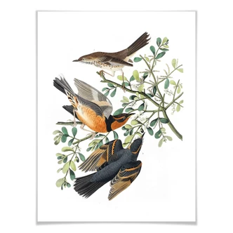 Poster Drei Drosseln 
