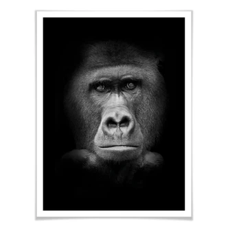 Poster med gorillor Poster med gorillor