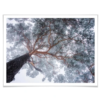 Poster Krivec - Boom in de Winter 