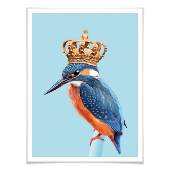 Poster Loose - Kingfisher 