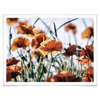 Poster Mohnblumen auf dem Feld 