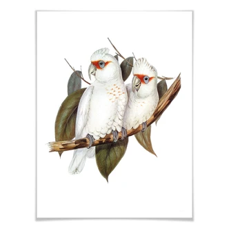 Poster Cacaotès nasique 