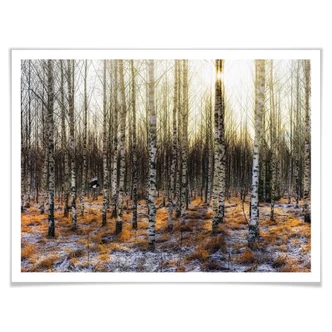 Poster Olsen - Sunshine in birch forest 