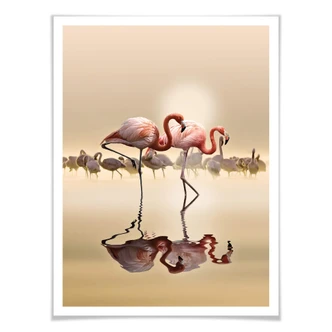 Poster Osman - Flamingo 