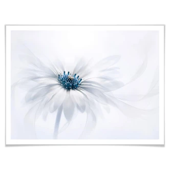 Poster Parker - Frozen Flower 