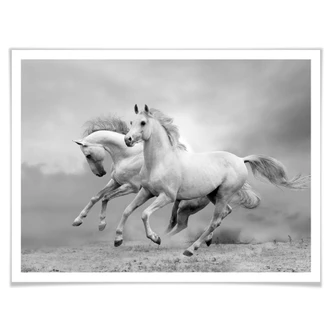 Poster Pferde im Galopp 