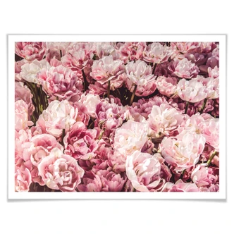 Poster Peonies 