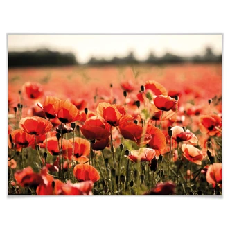 Poster Poppy Field 