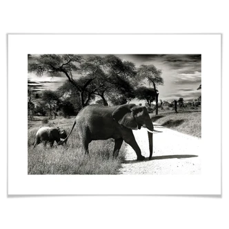 Poster Elephant and Baby 