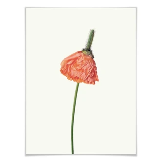 Poster Die rote Blüte 01 